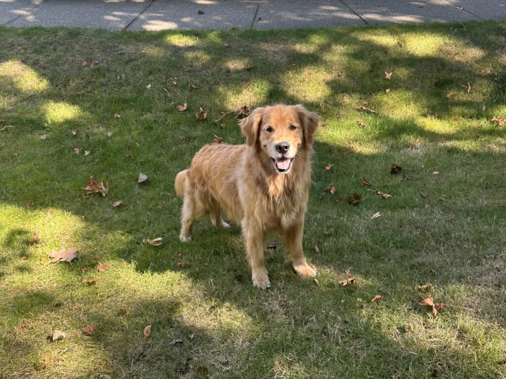 The good fluffy boy looking all happy