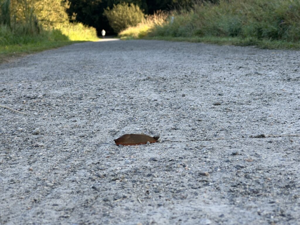 A slug, crawling across a gravel trail.