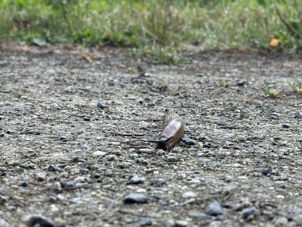 Another slug, crossing a gravel trail.