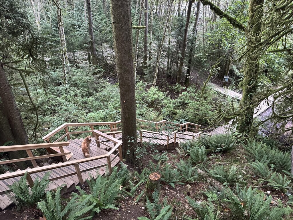 A good boy golden retriever waiting for me down some wooden stairs.