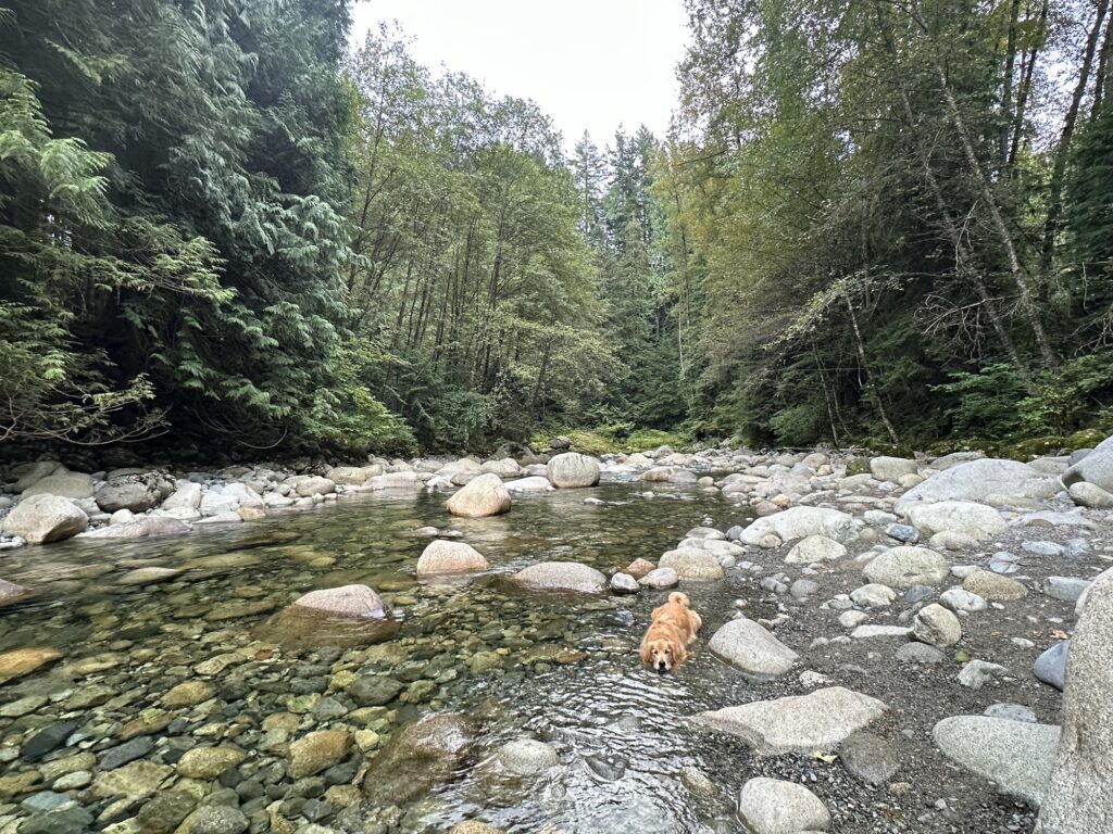 A good boy golden retriever cooling off in the river.