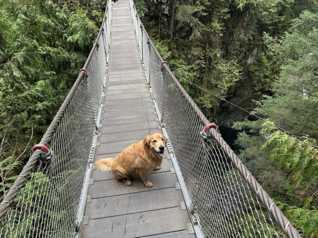 A good boy golden retriever on a suspension bridge