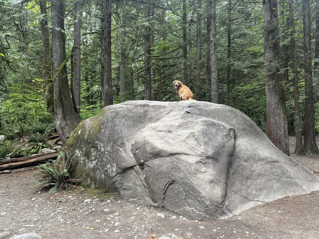 A good boy golden retriever sitting on that big boulder that everybody like to climb on top of.