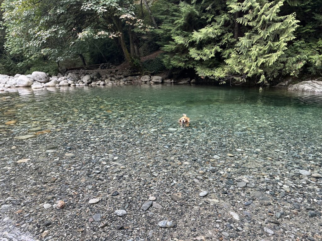 A good boy golden retriever swimming in the water