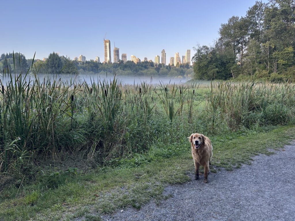 A good boy golden retriever in Deer Lake Park, BC, Canada.