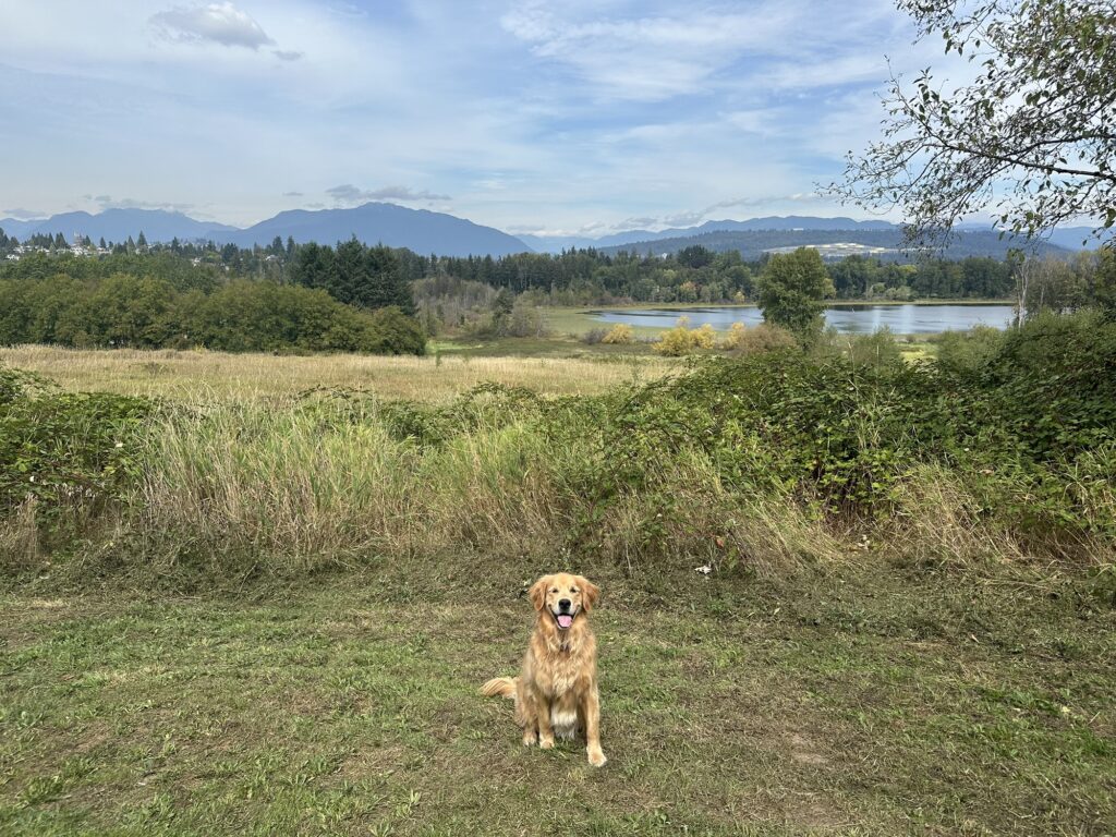 A good boy golden retriever in Deer Lake Park, BC, Canada.