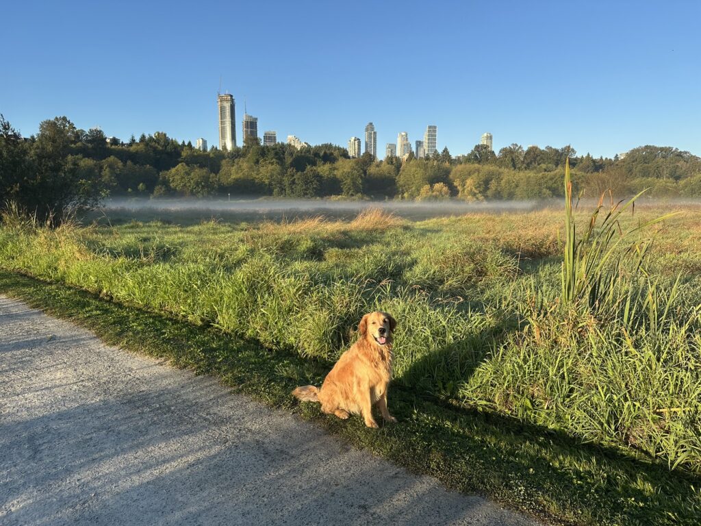 A good boy golden retriever sitting by a trail in Deer Lake Park, BC. Some buildings can be seen above the hill in the background.