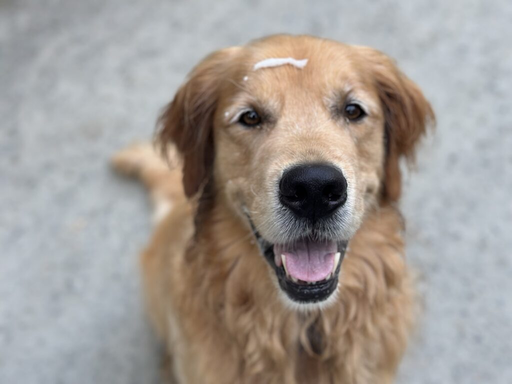 A good boy golden retriever with a big slab of drool on his forehead