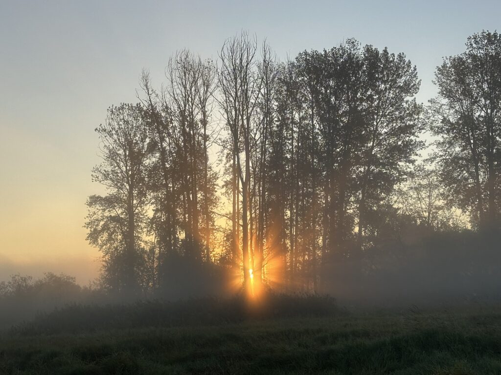 The sun rise, shining through a copse of trees. Nice golden god-rays are scattered on all sides.