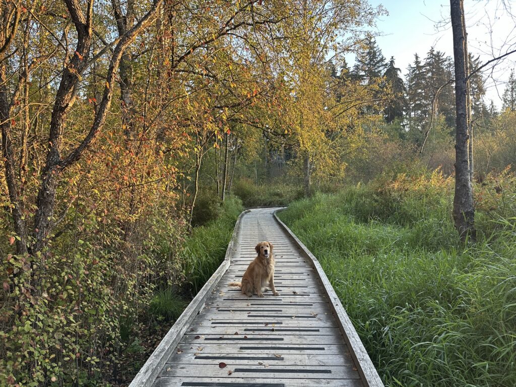 A good boy golden retriever in Deer Lake Park, BC
He's sitting on a wooden path above the wetlands