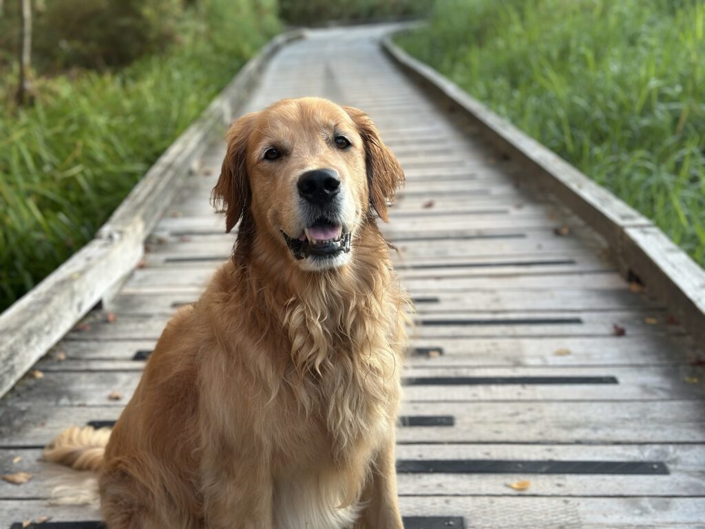 A good boy golden retriever in Deer Lake Park, BC
Close-up of the previous picture