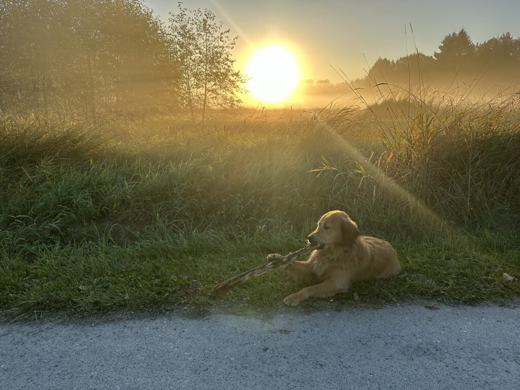 A good boy golden retriever in Deer Lake Park, BC
He's lying down, chewing on a stick, while the sun rises in the background