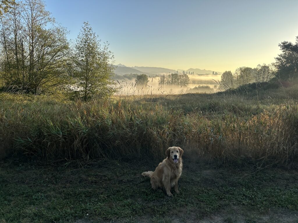 A good boy golden retriever in Deer Lake Park, BC
He's sitting, overlooking the lake, shrouded in fog, with mountains and a few buildings in the background