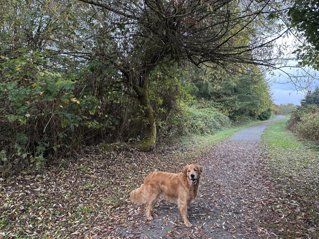The tree, with a good fluffy boy for scale.