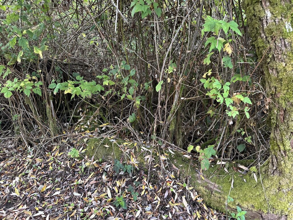 Can't even see where the tree trunk is coming from, but tree trunks don't slither on the ground like this! The only explanation is, yes, ANCIENT MYTHICAL GIANT SERPENT MONSTER!