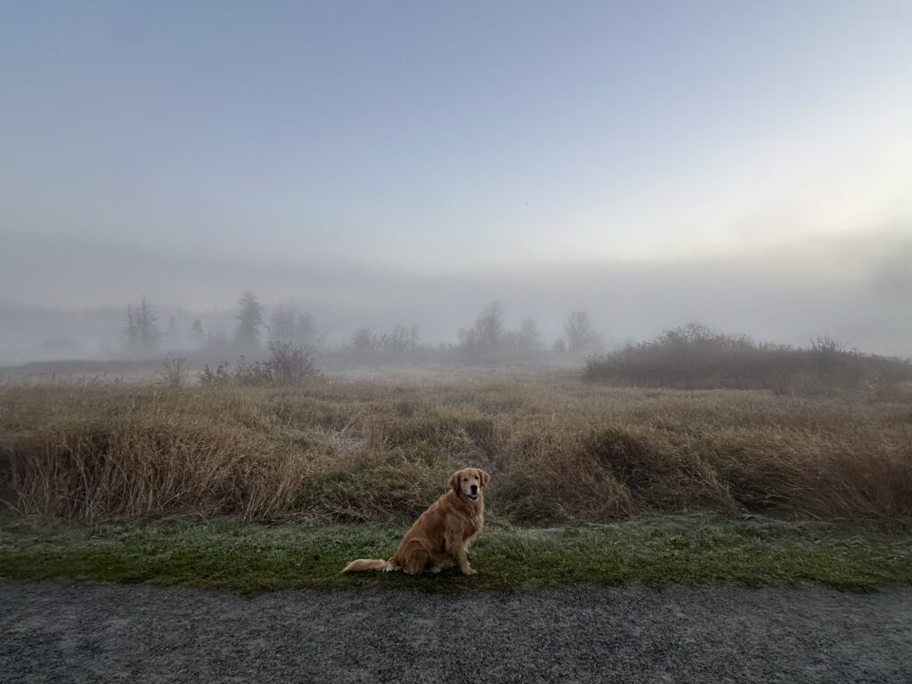 A good boy golden retriever sitting by the side of trail, with a very foggy wetlands landscape behind him