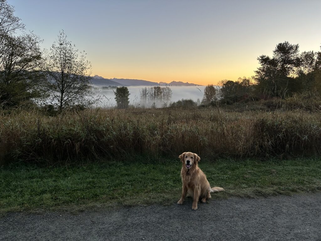 A good boy golden retriever, sitting by the side of a trail higher up in the park, with fog downhill over the lake